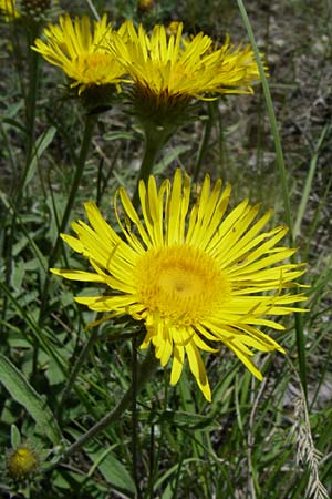 Pentanema montanum \ Berg-Alant / Mountain Fleabane, F La-Palud-sur-Verdon 23.6.2008