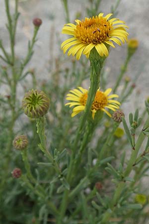 Limbarda crithmoides \ Salz-Alant, F Canet-en-Roussillon 9.8.2018
