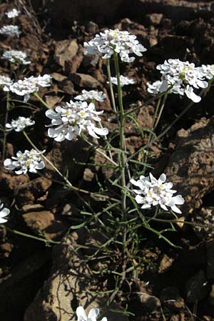 Iberis pinnata \ Fiederbl&auml;ttrige Schleifenblume / Winged Candytuft, F Severac-le-Chateau 8.6.2006