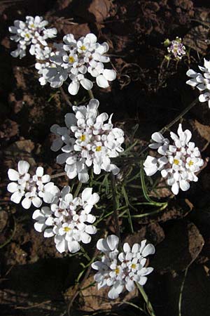 Iberis pinnata \ Fiederbl&auml;ttrige Schleifenblume / Winged Candytuft, F Severac-le-Chateau 8.6.2006