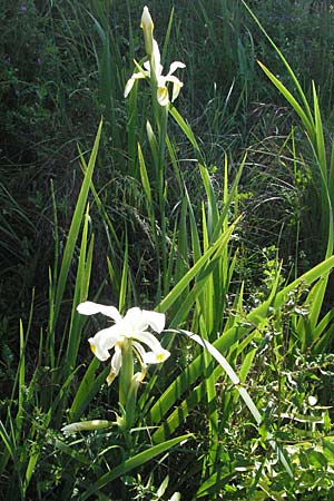 Iris orientalis \ Orientalische Schwertlilie / Turkish Iris, F Maures,  Vidauban 12.5.2007