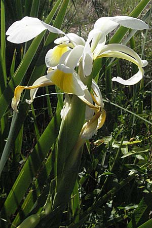 Iris orientalis \ Orientalische Schwertlilie / Turkish Iris, F Maures,  Vidauban 12.5.2007