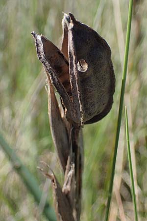 Iris reichenbachii \ Bulgarische Schwertlilie / Bulgarian Iris, F Camargue,  Salin-de-Giraud 3.5.2023