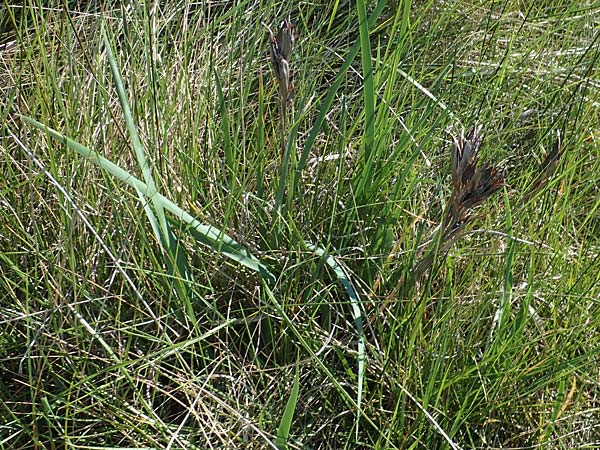 Iris reichenbachii \ Bulgarische Schwertlilie / Bulgarian Iris, F Camargue,  Salin-de-Giraud 3.5.2023