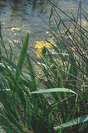 Iris pseudacorus \ Gelbe Schwertlilie / Yellow Iris, F Camargue 10.5.1984
