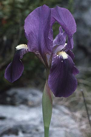 Iris lutescens \ Thyrrenische Zwerg-Iris, Gelbliche Schwertlilie / Dwarf Bearded Iris, F Grand Canyon du Verdon 12.5.1984