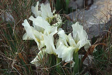Iris lutescens \ Thyrrenische Zwerg-Iris, Gelbliche Schwertlilie / Dwarf Bearded Iris, F Frontignan 7.3.1998