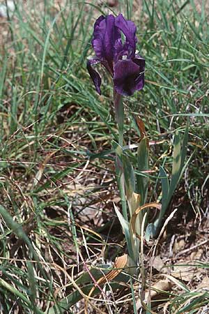 Iris lutescens \ Thyrrenische Zwerg-Iris, Gelbliche Schwertlilie / Dwarf Bearded Iris, F Draguignan 21.5.1998
