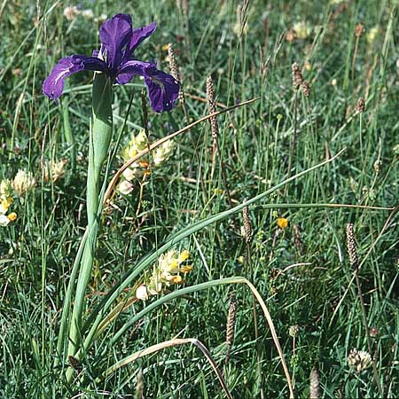 Iris latifolia \ Pyren&auml;en-Schwertlilie, Englische Schwertlilie / Pyrenean Iris, English Iris, F Pyren&auml;en/Pyrenees, Pic d'Ossau 3.7.1998