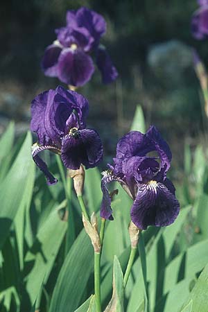 Iris germanica \ Deutsche Schwertlilie / German Iris, F Chaine du l'Estaque 30.4.2005