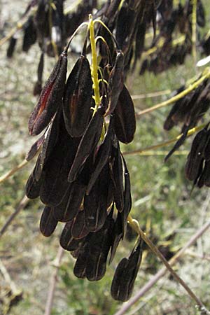 Isatis tinctoria \ Frber-Waid / Woad, F Nyons 10.6.2006