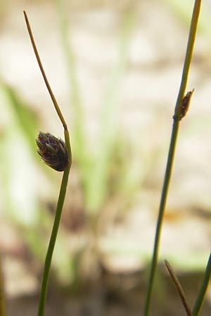 Isolepis setacea \ Borsten-Moorbinse / Bristle Club Rush, F Bitche 10.7.2010