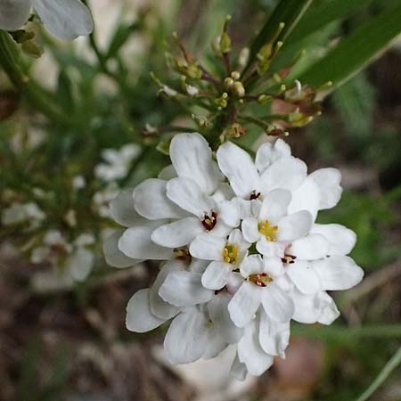 Iberis sempervirens \ Immergr&uuml;ne Schleifenblume / Perennial Candytuft, European Candytuft, F Tende 17.5.2026