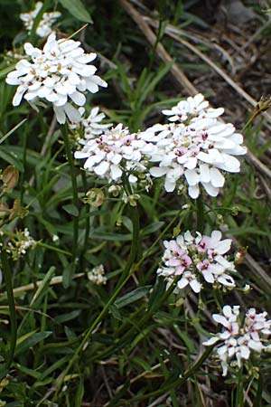 Iberis sempervirens \ Immergr&uuml;ne Schleifenblume / Perennial Candytuft, European Candytuft, F Tende 17.5.2026