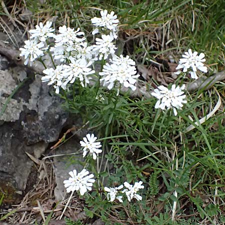 Iberis sempervirens \ Immergr&uuml;ne Schleifenblume / Perennial Candytuft, European Candytuft, F Tende 17.5.2026