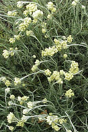 Helichrysum stoechas \ Wohlriechende Strohblume, F Camargue 13.5.2007