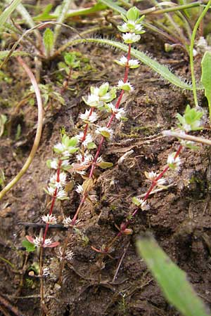 Illecebrum verticillatum \ Knorpelkraut, Quirlige Knorpelblume / Coral Necklace, F Bitche 4.9.2010