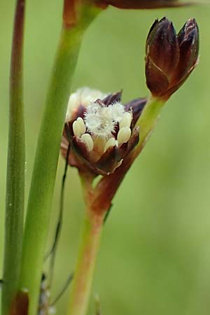 Juncus alpinoarticulatus \ Gebirgs-Binse / Northern Green Rush, F Col de la Bonette 8.7.2016