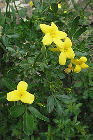 Jasminum fruticans \ Gelber Jasmin / Wild Jasmine, F Corbières, Talairan 13.5.2007