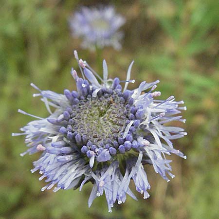 Jasione montana \ Berg-Sandglckchen, Schaf-Rapunzel / Sheep's Bit, F Thueyts (Ardeche) 16.5.2007