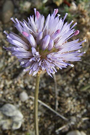 Jasione montana \ Berg-Sandglckchen, Schaf-Rapunzel / Sheep's Bit, F Toreilles 24.6.2008