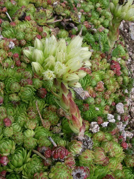 Sempervivum globiferum subsp. allionii \ Allioni-FransenhauswurzHauswurz / Allioni's Hen-and-Chicks, F Vogesen/Vosges, Botan. Gar.  Haut Chitelet 5.8.2008