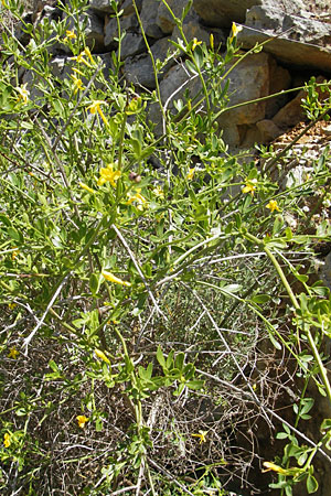 Jasminum fruticans \ Gelber Jasmin / Wild Jasmine, F Le Rozier (Tarn) 28.5.2009