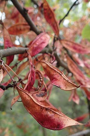 Cercis siliquastrum \ Judasbaum / Judas Tree, F Pyrenäen/Pyrenees, Castelnou 9.8.2018