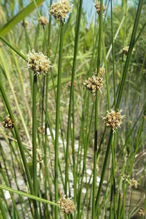 Scirpoides holoschoenus \ Kugelbinse / Round-Headed Club-Rush, F S. Gilles 7.6.2006