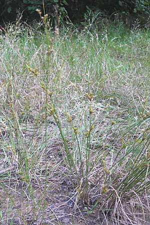Juncus tenuis \ Zarte Binse / Slender Rush, F Bitche 28.7.2009