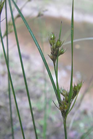 Juncus tenuis \ Zarte Binse / Slender Rush, F Bitche 28.7.2009