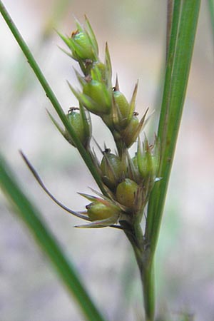 Juncus tenuis \ Zarte Binse / Slender Rush, F Bitche 28.7.2009