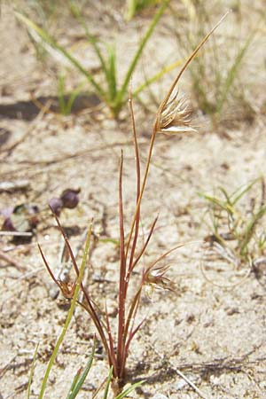 Juncus capitatus \ Kopf-Binse / Dwarf Rush, F Bitche 10.7.2010