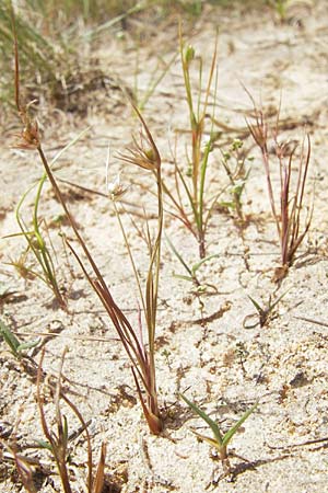 Juncus capitatus \ Kopf-Binse / Dwarf Rush, F Bitche 10.7.2010