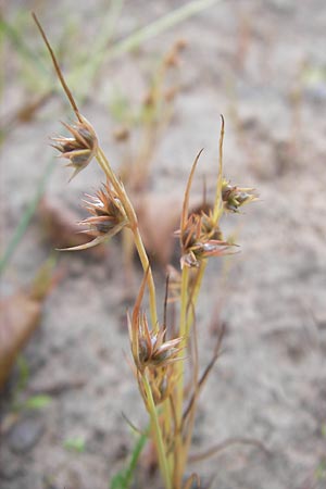 Juncus capitatus \ Kopf-Binse / Dwarf Rush, F Bitche 10.7.2010