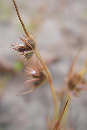 Juncus capitatus \ Kopf-Binse / Dwarf Rush, F Bitche 10.7.2010