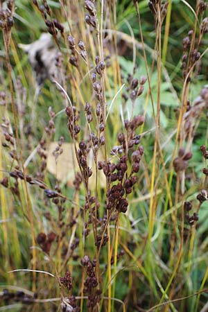 Juncus compressus \ Zusammengedrckte Binse / Round-Fruited Rush, F Bonneval-sur-Arc 6.10.2021