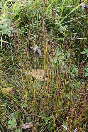 Juncus compressus \ Zusammengedrckte Binse / Round-Fruited Rush, F Bonneval-sur-Arc 6.10.2021