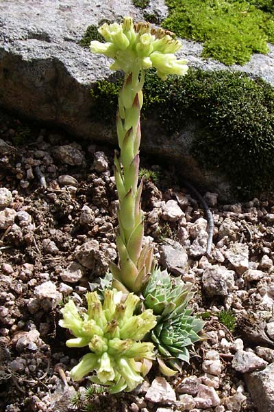 Sempervivum heuffelii \ Balkan-Fransenhauswurz / Balcans Hen-and-Chicks, F Vogesen/Vosges, Botan. Gar.  Haut Chitelet 5.8.2008