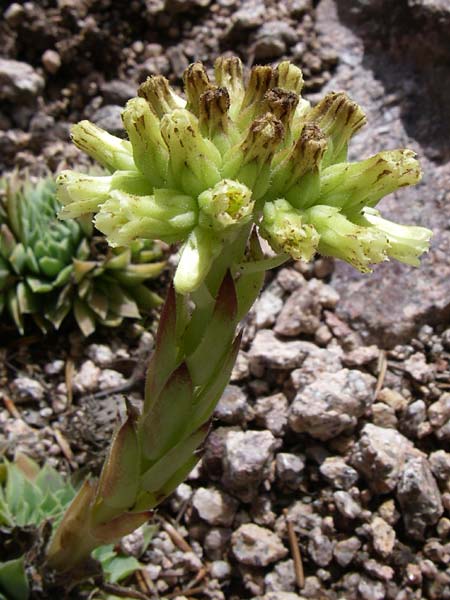 Sempervivum heuffelii \ Balkan-Fransenhauswurz / Balcans Hen-and-Chicks, F Vogesen/Vosges, Botan. Gar.  Haut Chitelet 5.8.2008