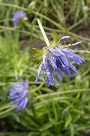 Jasione laevis \ Ausdauerndes Sandglckchen / Sheep's Bit, F Botan. Gar.  Tourmalet 26.8.2011