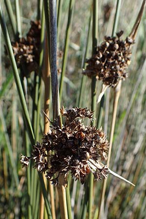 Juncus maritimus \ Strand-Binse / Sea Rush, F Camargue,  Mas-Thibert 2.5.2023