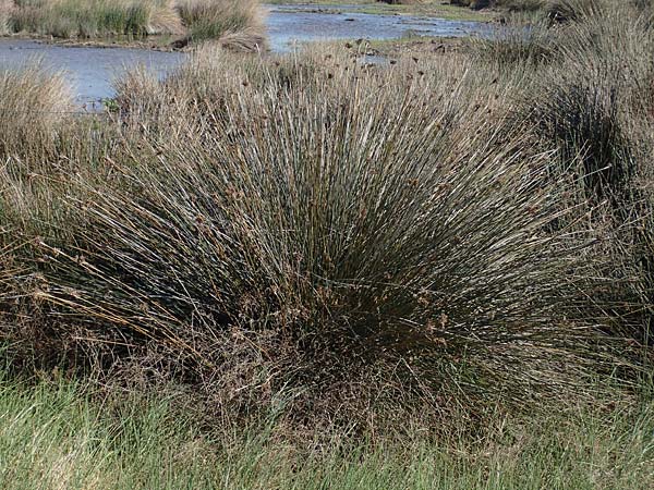 Juncus maritimus \ Strand-Binse / Sea Rush, F Camargue,  Mas-Thibert 2.5.2023