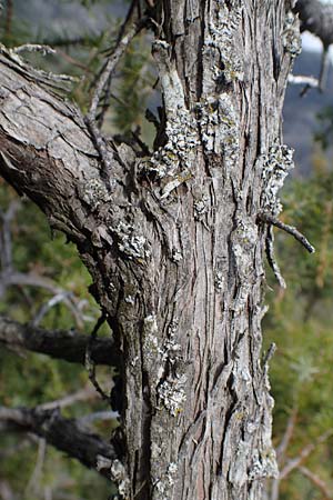 Juniperus oxycedrus \ Zedern-Wacholder / Prickly Juniper, F Champcella 29.4.2023