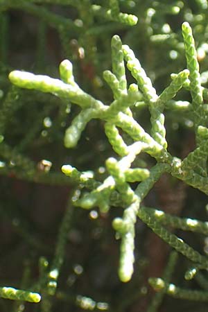 Juniperus phoenicea \ Ph&ouml;nizischer Wacholder / Phoenicean Juniper, F Pyren&auml;en/Pyrenees, Gorges de Galamus 23.7.2018