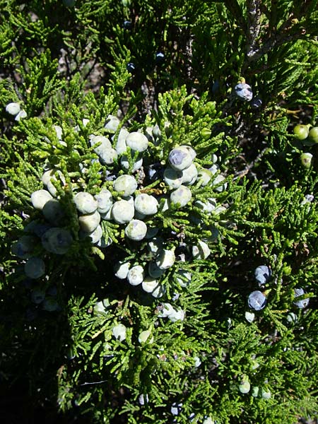 Juniperus sabina \ Stink-Wacholder, Sadebaum / Rock Cedar, Savin, F Queyras, Vieille Ville 22.6.2008