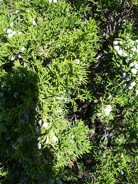 Juniperus sabina \ Stink-Wacholder, Sadebaum / Rock Cedar, Savin, F Queyras, Vieille Ville 22.6.2008