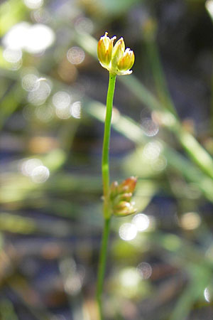 Juncus bulbosus \ Zwiebel-Binse / Bulbous Rush, F Bitche 28.7.2009