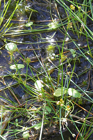Juncus bulbosus \ Zwiebel-Binse / Bulbous Rush, F Bitche 28.7.2009