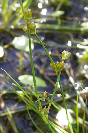 Juncus bulbosus \ Zwiebel-Binse / Bulbous Rush, F Bitche 28.7.2009